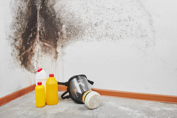 Best Certified Mold Removal  in Bonne Terre, MO