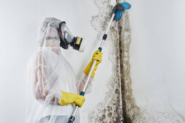 Home Mold Removal in Bonne Terre, MO