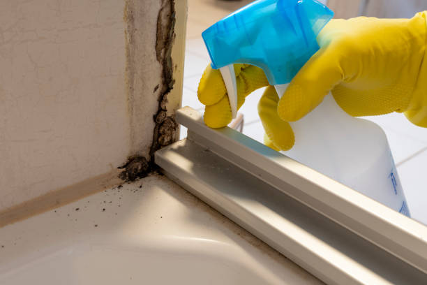 Attic Mold Removal in Bonne Terre, MO